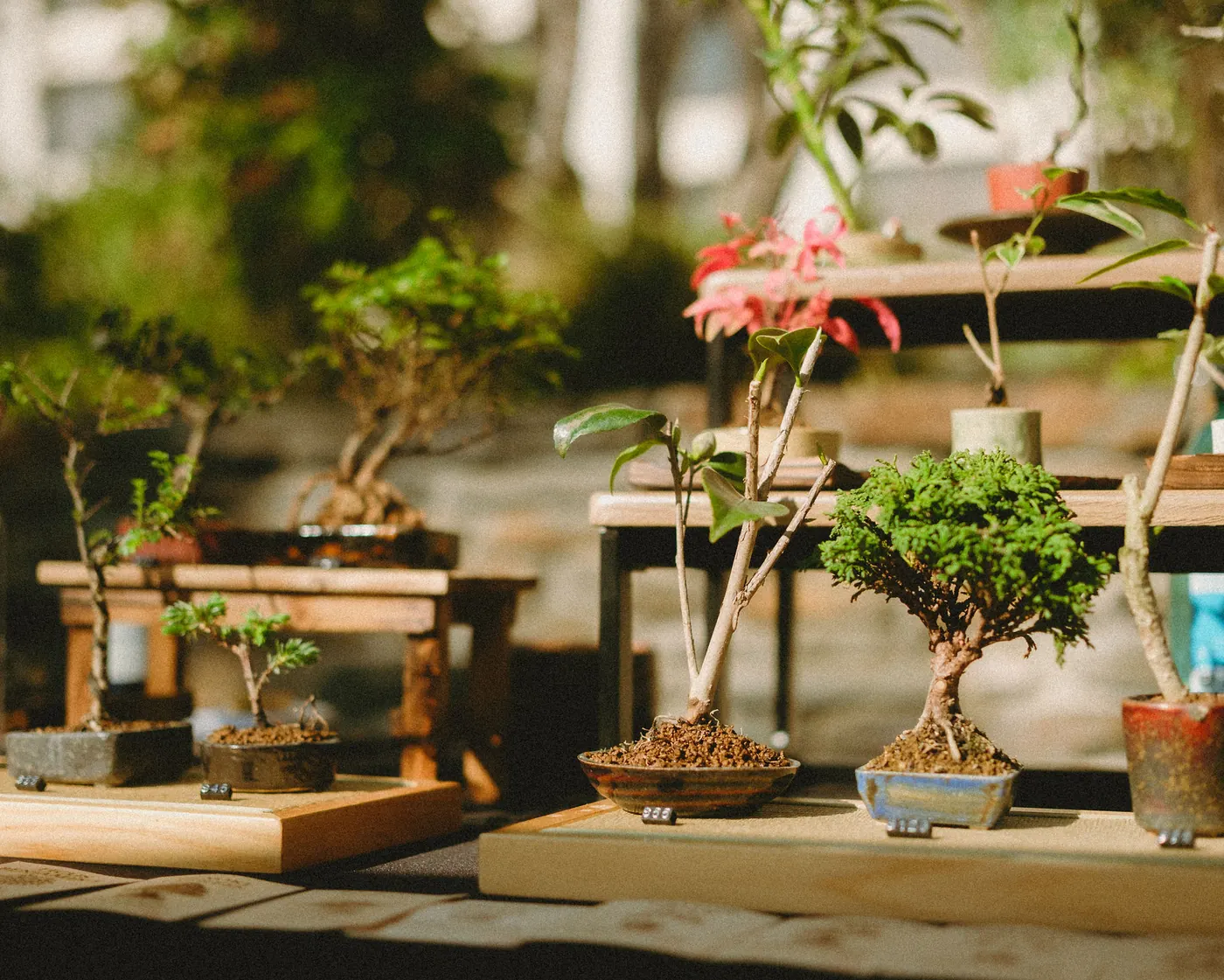 Bonsai display arranged along the vendor table